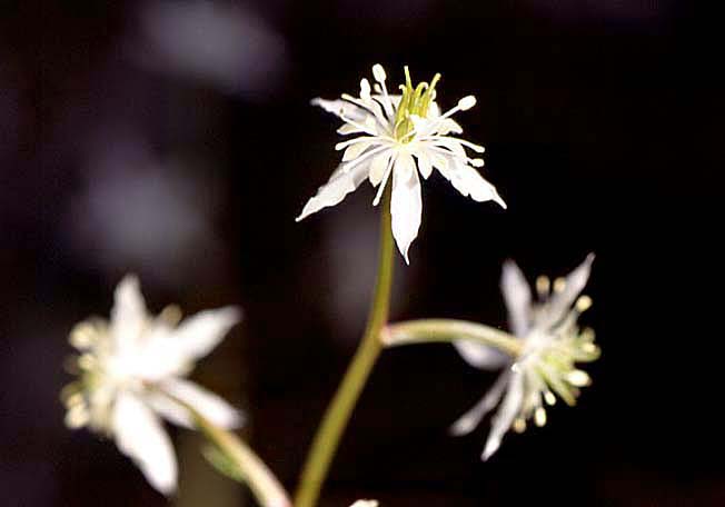 キクバオウレン