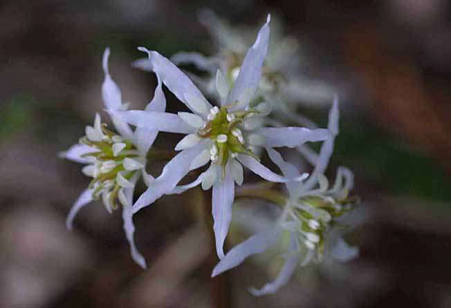 キクバオウレン