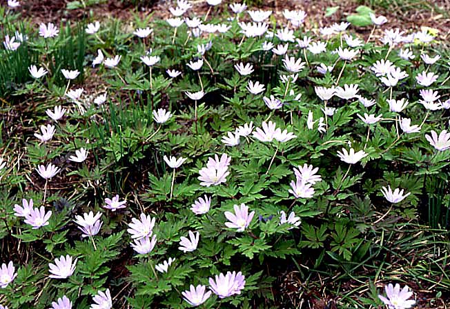 キクザキイチゲ