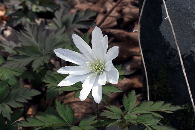 キクザキイチゲ