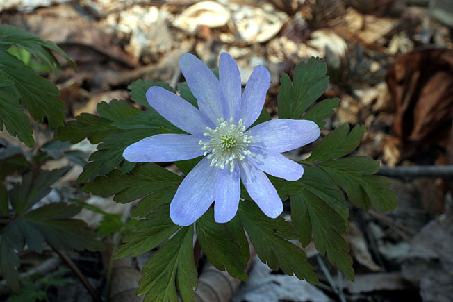 キクザキイチゲ