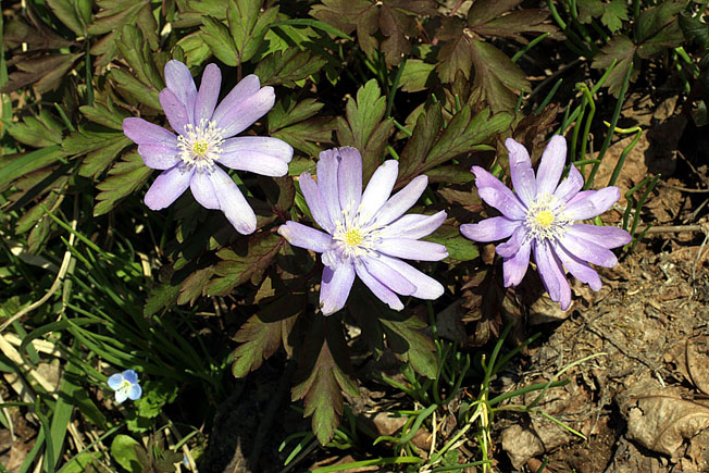 キクザキイチゲ