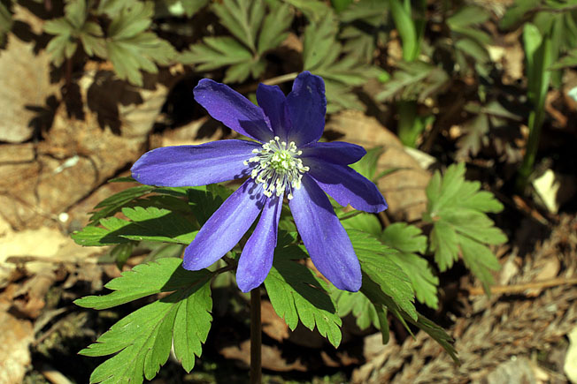 キクザキイチゲ