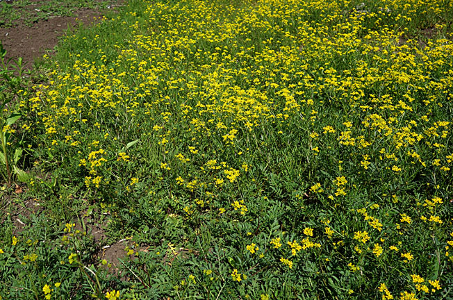 キレハイヌガラシ