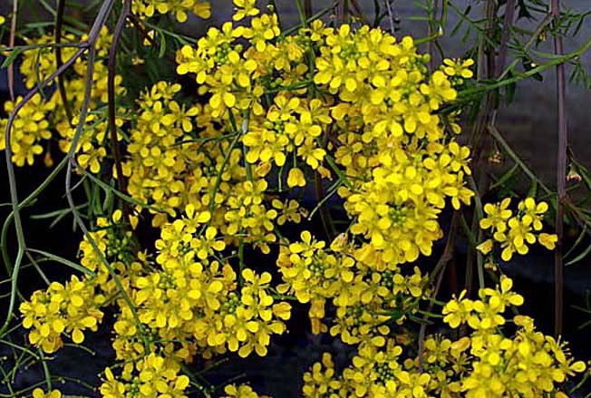 キレハイヌガラシ