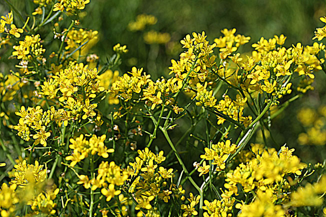 キレハイヌガラシ