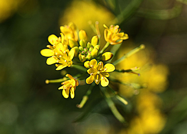 キレハイヌガラシ