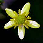 キツネノボタン