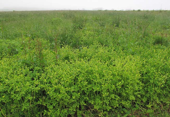 キツネノボタン