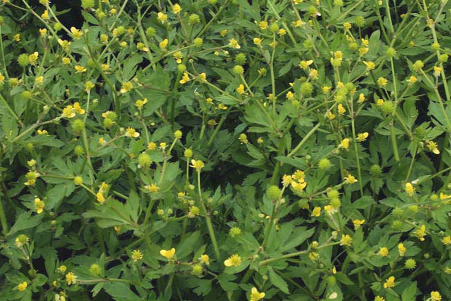 キツネノボタン