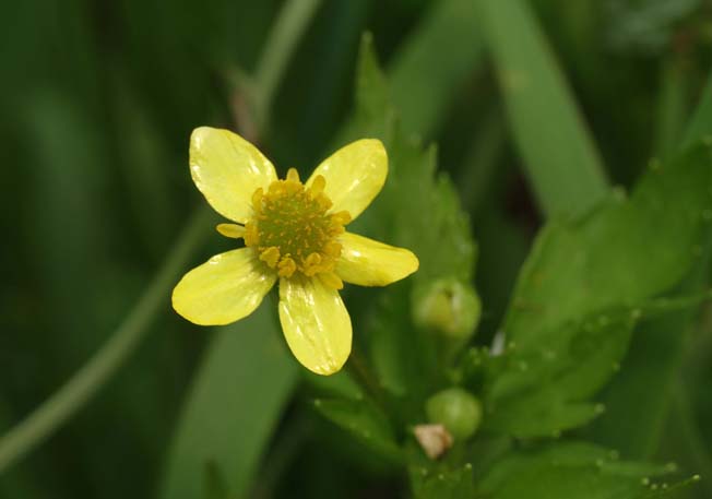 キツネノボタン