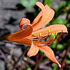 キツネノカミソリ