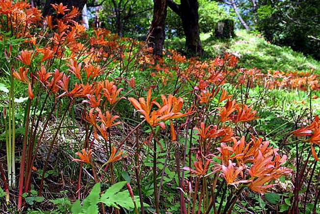 キツネノカミソリ