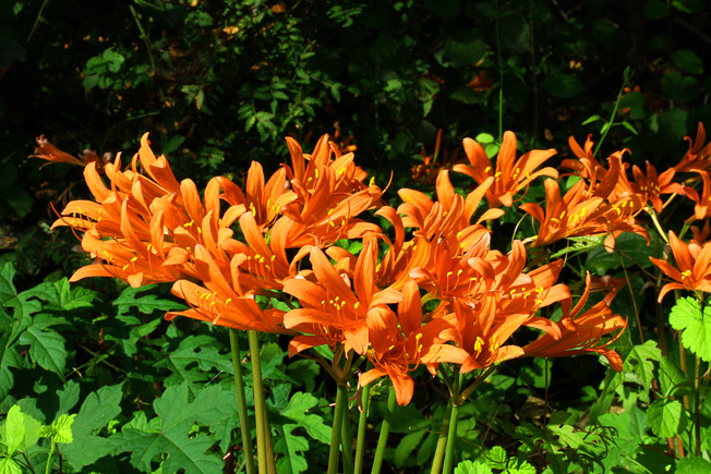 キツネノカミソリ