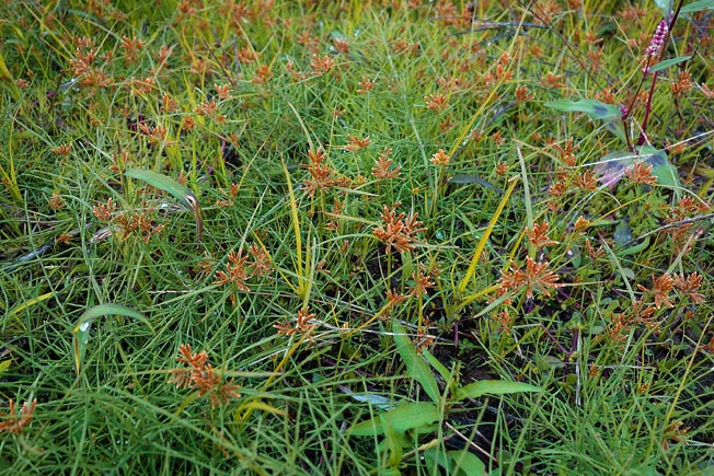 コアゼガヤツリ