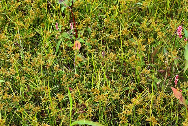 コアゼガヤツリ