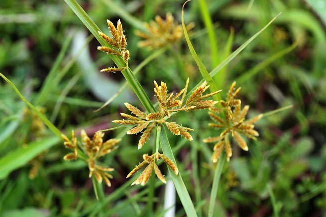 コアゼガヤツリ