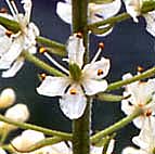 コバイケイソウ