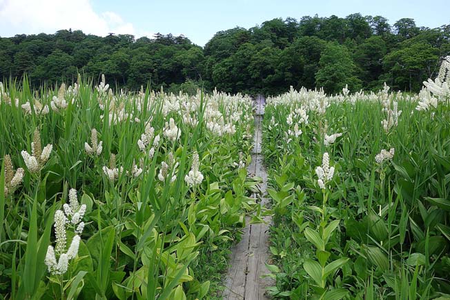 コバイケイソウ