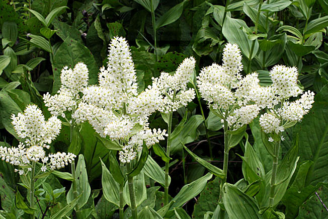 コバイケイソウ