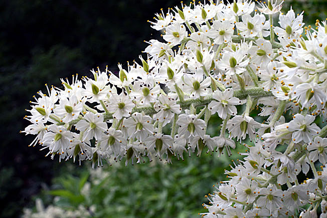 コバイケイソウ