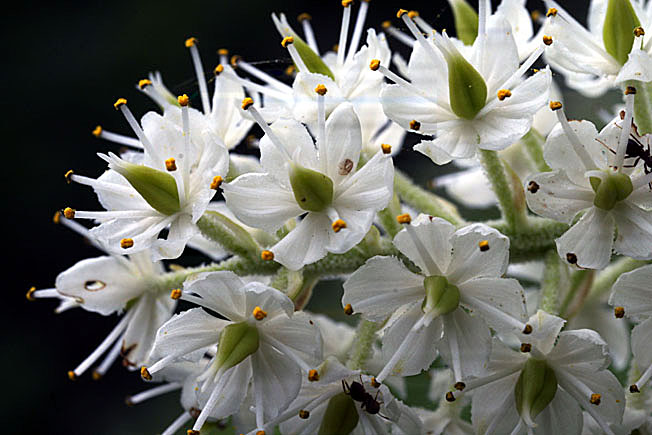 コバイケイソウ