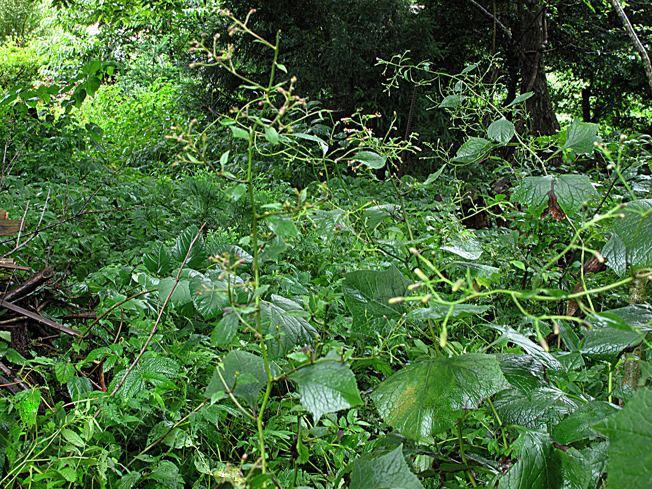 コバナノコウモリソウ
