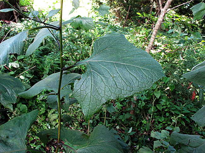 コバナノコウモリソウ