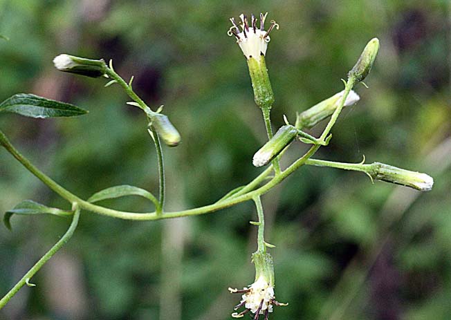 コバナノコウモリソウ