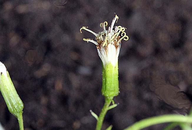 コバナノコウモリソウ