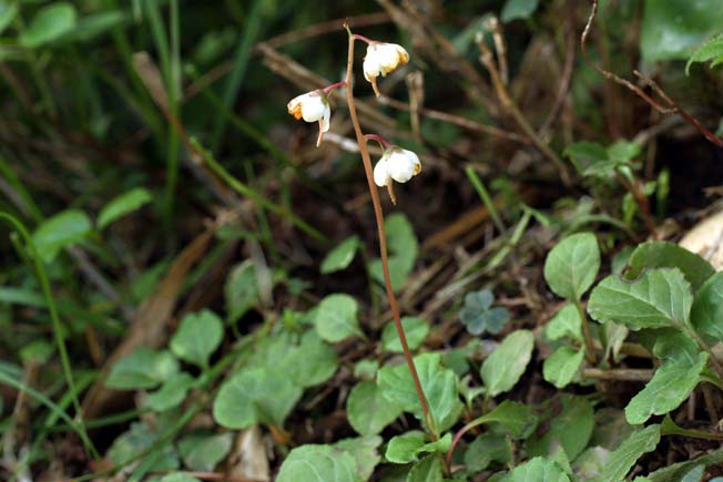 コバノイチヤクソウ