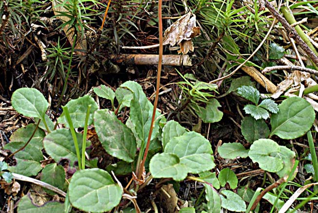 コバノイチヤクソウ