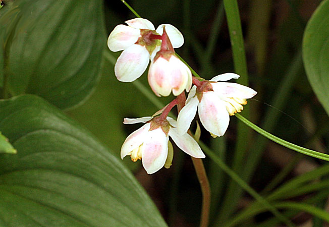 コバノイチヤクソウ