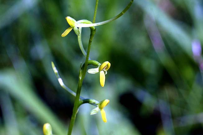 コバノトンボソウ