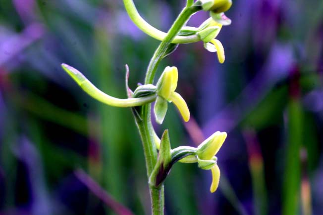 コバノトンボソウ