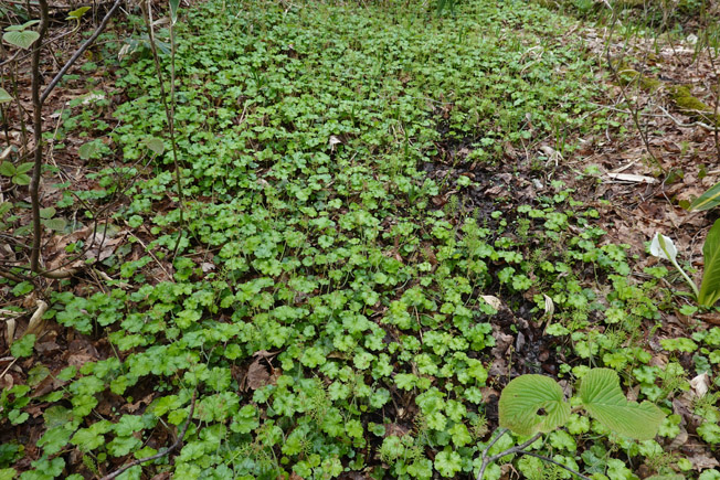 コチャルメルソウ