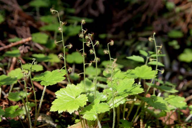 コチャルメルソウ