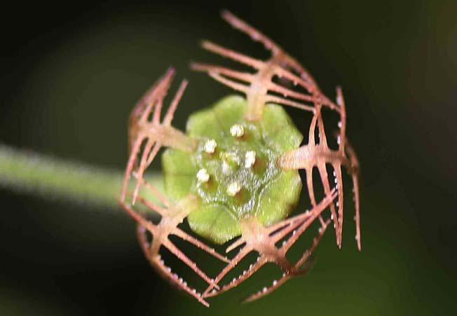 コチャルメルソウ