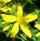 コゴメバオトギリ