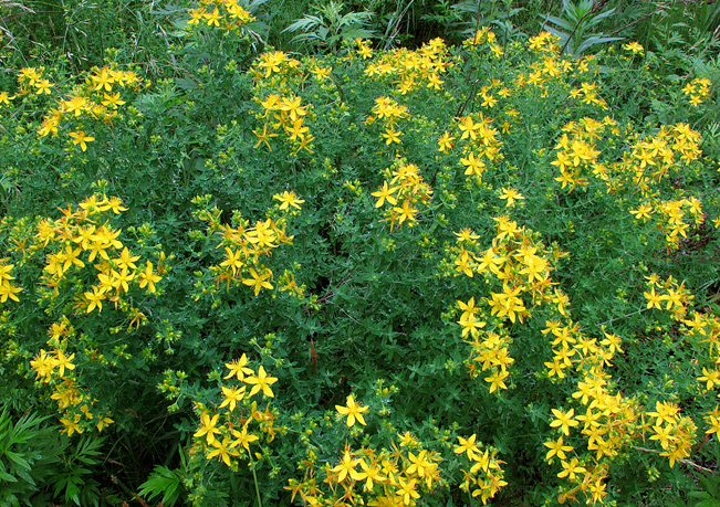 コゴメバオトギリ