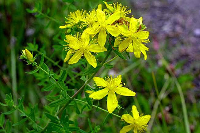 コゴメバオトギリ