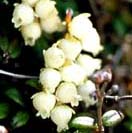 コメバツガザクラ