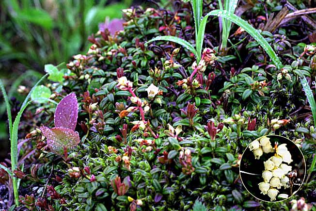 コメバツガザクラ