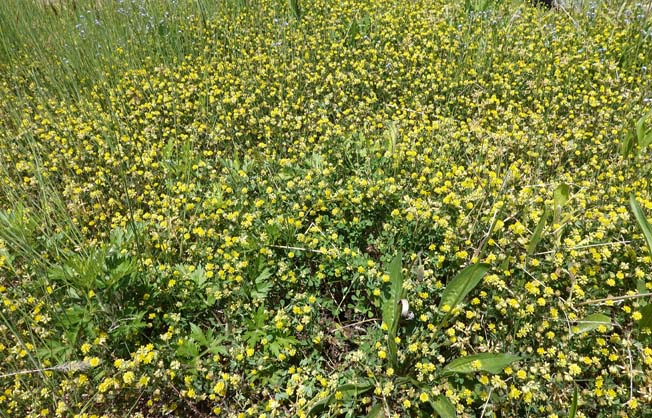 コメツブツメクサ