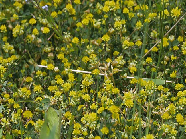 コメツブツメクサ