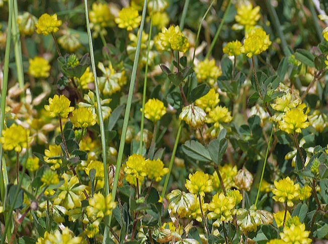 コメツブツメクサ