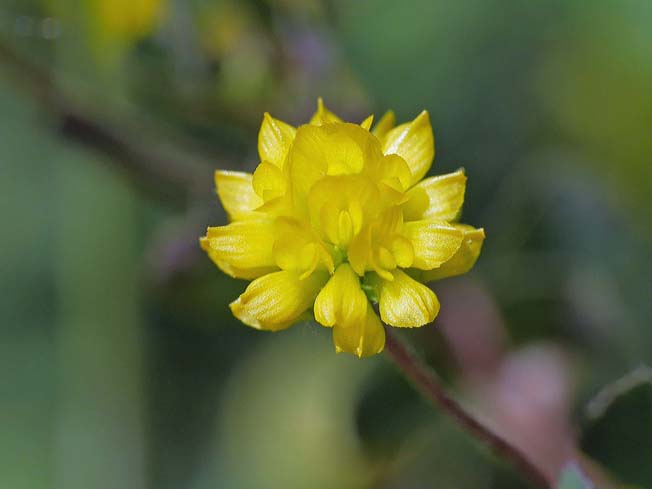 コメツブツメクサ