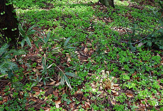 コミヤマカタバミ