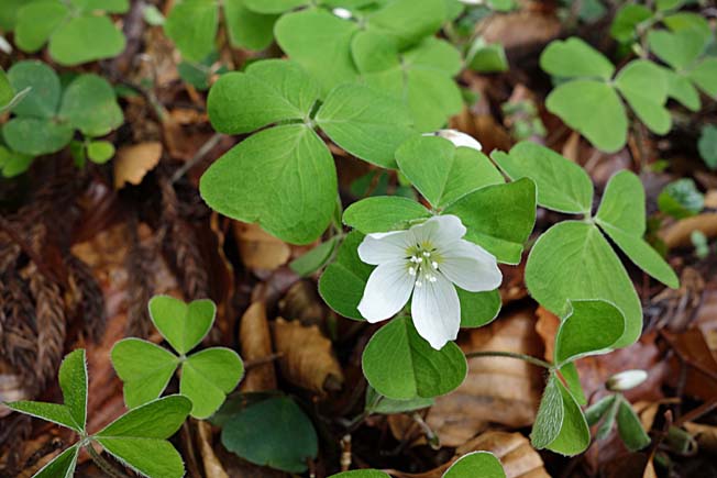 コミヤマカタバミ