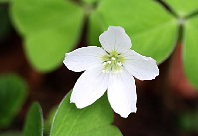 コミヤマカタバミ